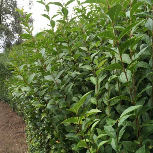 Pot Grown Green Ligustrum Ovalifolium Privet Hedge | ScotPlants Direct